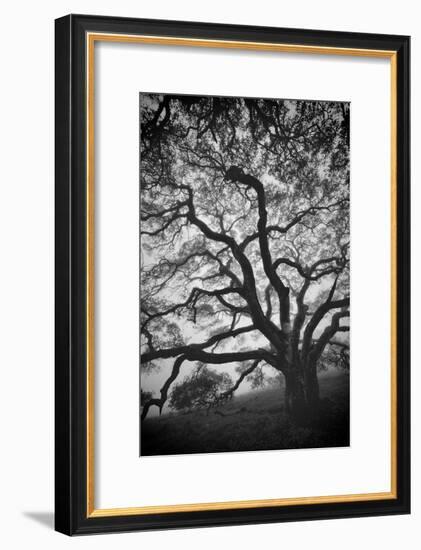 Mood Tree, Oak in Winter in Black and White, Sonoma Country, North California-Vincent James-Framed Photographic Print