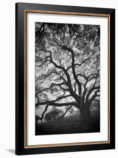 Mood Tree, Oak in Winter in Black and White, Sonoma Country, North California-Vincent James-Framed Photographic Print