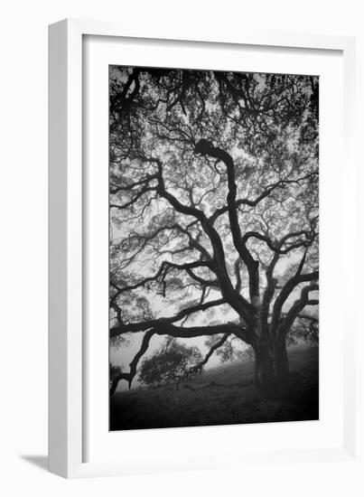 Mood Tree, Oak in Winter in Black and White, Sonoma Country, North California-Vincent James-Framed Photographic Print