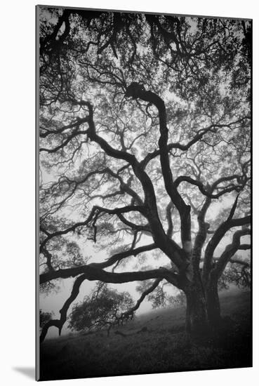 Mood Tree, Oak in Winter in Black and White, Sonoma Country, North California-Vincent James-Mounted Photographic Print