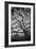 Mood Tree, Oak in Winter in Black and White, Sonoma Country, North California-Vincent James-Framed Photographic Print