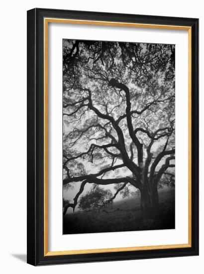 Mood Tree, Oak in Winter in Black and White, Sonoma Country, North California-Vincent James-Framed Photographic Print