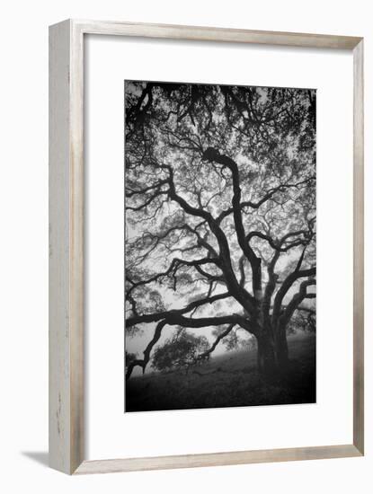 Mood Tree, Oak in Winter in Black and White, Sonoma Country, North California-Vincent James-Framed Photographic Print