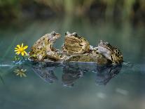 Three Frogs Sitting on Rock-moodboard-Photographic Print