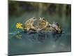 Photographic Print