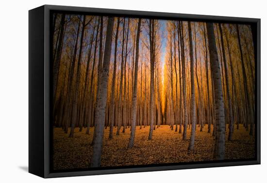 Moody Autumn Tree World, Northern Oregon, Boardman-Vincent James-Framed Premier Image Canvas