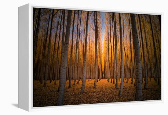 Moody Autumn Tree World, Northern Oregon, Boardman-Vincent James-Framed Premier Image Canvas