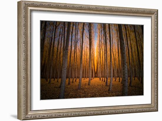 Moody Autumn Tree World, Northern Oregon, Boardman-Vincent James-Framed Photographic Print