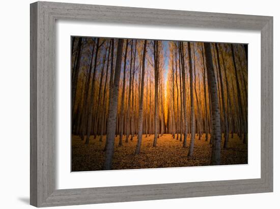 Moody Autumn Tree World, Northern Oregon, Boardman-Vincent James-Framed Photographic Print