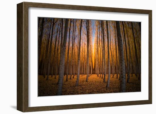 Moody Autumn Tree World, Northern Oregon, Boardman-Vincent James-Framed Photographic Print