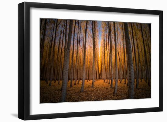 Moody Autumn Tree World, Northern Oregon, Boardman-Vincent James-Framed Photographic Print