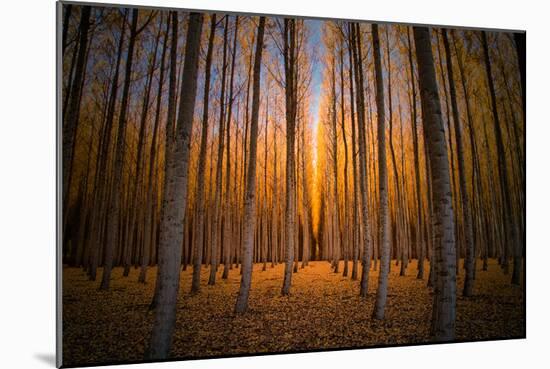 Moody Autumn Tree World, Northern Oregon, Boardman-Vincent James-Mounted Photographic Print