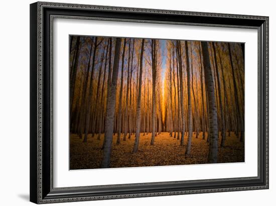 Moody Autumn Tree World, Northern Oregon, Boardman-Vincent James-Framed Photographic Print