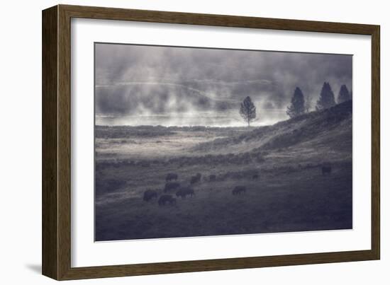 Moody Bison Landscape, Yellowstone-Vincent James-Framed Photographic Print