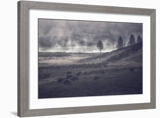 Moody Bison Landscape, Yellowstone-Vincent James-Framed Photographic Print