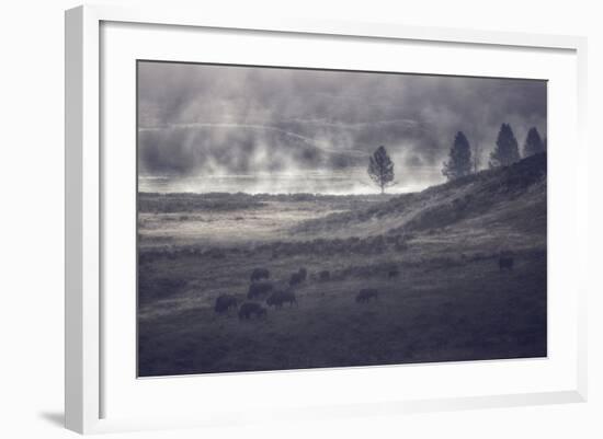 Moody Bison Landscape, Yellowstone-Vincent James-Framed Photographic Print