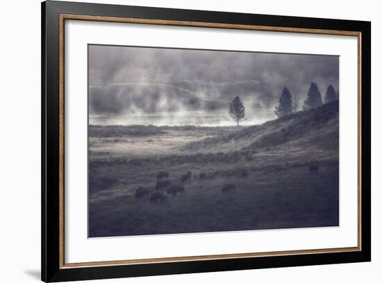 Moody Bison Landscape, Yellowstone-Vincent James-Framed Photographic Print