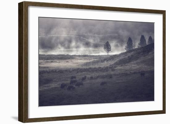 Moody Bison Landscape, Yellowstone-Vincent James-Framed Photographic Print