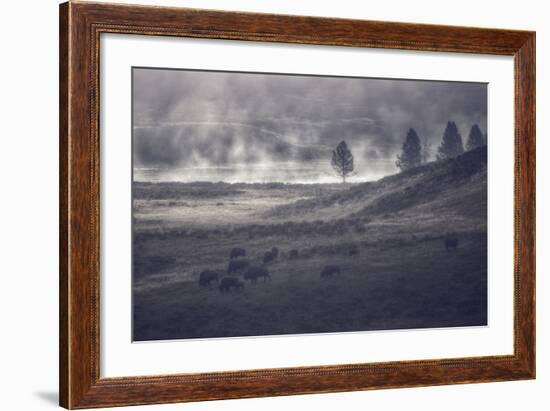 Moody Bison Landscape, Yellowstone-Vincent James-Framed Photographic Print