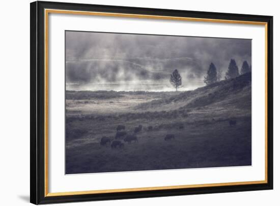 Moody Bison Landscape, Yellowstone-Vincent James-Framed Photographic Print