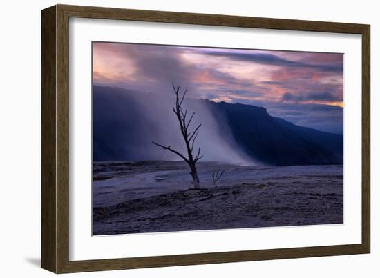 Moody Hot Springs Sunset Tree, Mammoth Hot Springs, Yellowstone-Vincent James-Framed Photographic Print