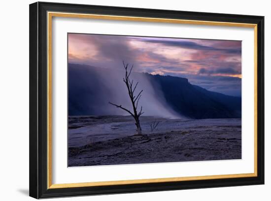 Moody Hot Springs Sunset Tree, Mammoth Hot Springs, Yellowstone-Vincent James-Framed Photographic Print