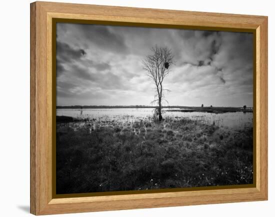 Moody Marsh Tree in Black and White, Central California-null-Framed Premier Image Canvas