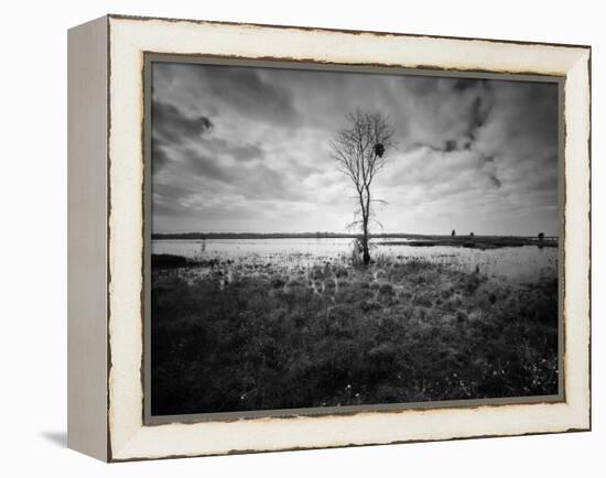 Moody Marsh Tree in Black and White, Central California-null-Framed Premier Image Canvas