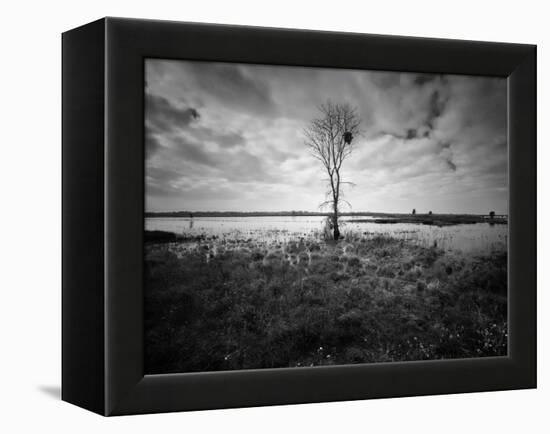 Moody Marsh Tree in Black and White, Central California-null-Framed Premier Image Canvas