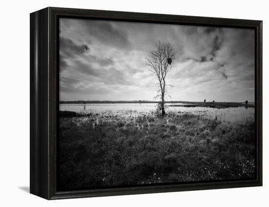 Moody Marsh Tree in Black and White, Central California-null-Framed Premier Image Canvas