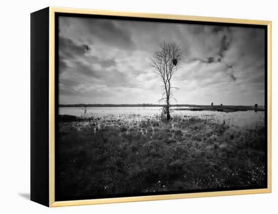 Moody Marsh Tree in Black and White, Central California-null-Framed Premier Image Canvas