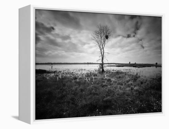 Moody Marsh Tree in Black and White, Central California-null-Framed Premier Image Canvas