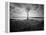 Moody Marsh Tree in Black and White, Central California-null-Framed Premier Image Canvas