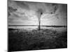 Moody Marsh Tree in Black and White, Central California-null-Mounted Photographic Print