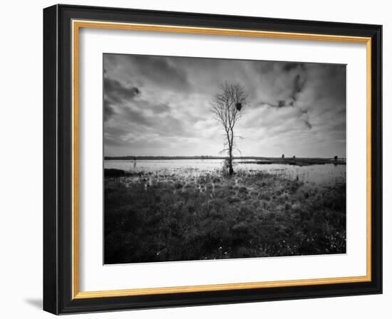 Moody Marsh Tree in Black and White, Central California-null-Framed Photographic Print