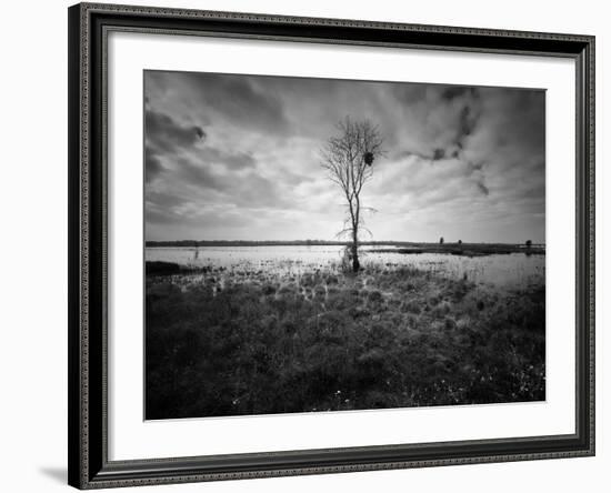 Moody Marsh Tree in Black and White, Central California-null-Framed Photographic Print