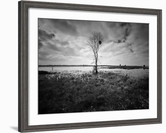 Moody Marsh Tree in Black and White, Central California-null-Framed Photographic Print