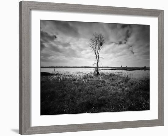 Moody Marsh Tree in Black and White, Central California-null-Framed Photographic Print