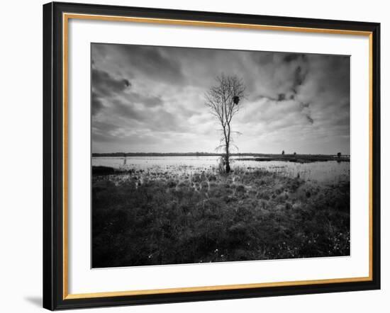 Moody Marsh Tree in Black and White, Central California-null-Framed Photographic Print