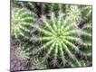 Premium Photographic Print