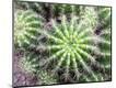 Photographic Print