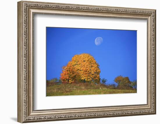 Moon About a Radiant Yellow Tinted Maple Tree-Uwe Steffens-Framed Photographic Print