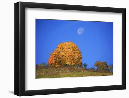 Moon About a Radiant Yellow Tinted Maple Tree-Uwe Steffens-Framed Photographic Print