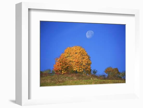 Moon About a Radiant Yellow Tinted Maple Tree-Uwe Steffens-Framed Photographic Print