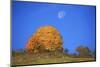 Moon About a Radiant Yellow Tinted Maple Tree-Uwe Steffens-Mounted Photographic Print