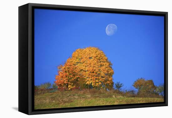 Moon About a Radiant Yellow Tinted Maple Tree-Uwe Steffens-Framed Premier Image Canvas