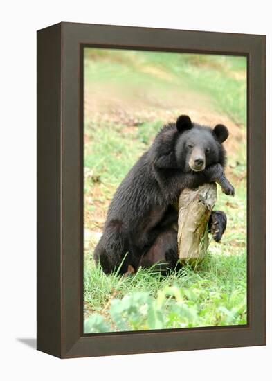 Moon Bear-Lantern Press-Framed Stretched Canvas