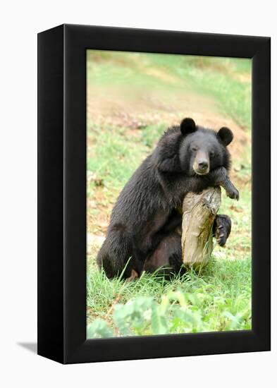 Moon Bear-Lantern Press-Framed Stretched Canvas