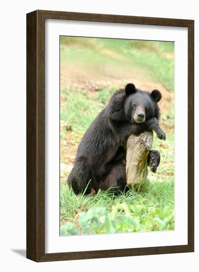 Moon Bear-Lantern Press-Framed Art Print