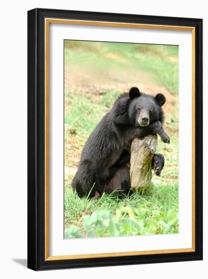 Moon Bear-Lantern Press-Framed Art Print